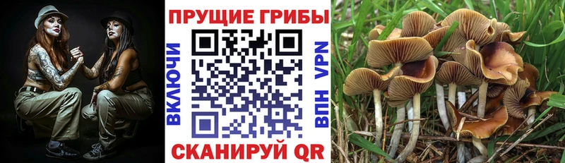Галлюциногенные грибы мицелий  Купить  Лаишево 